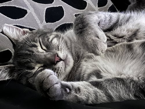 LENNY - Domestic Short Hair for adoption in Allentown
