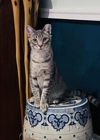 Lenny - Photo 4