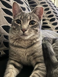 Lenny - Photo 2