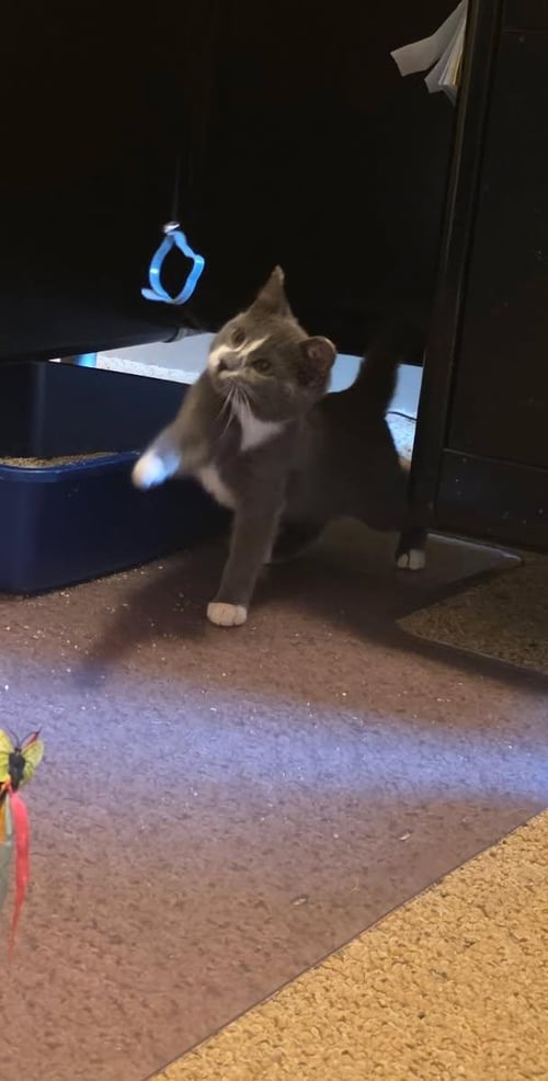 DECKER - Domestic Short Hair available for adoption
