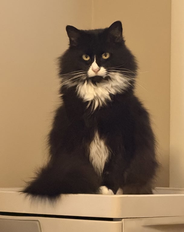 Jilly* Image