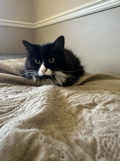 JILLY* - Domestic Long Hair available for adoption