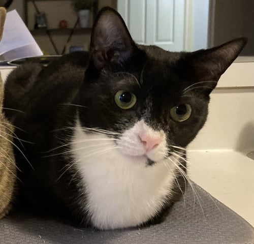 THEODEN (THEO)* - Domestic Short Hair for adoption in Allentown