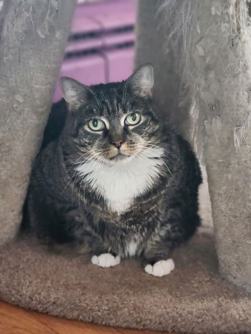 SCARLETT - American Shorthair for adoption in Allentown