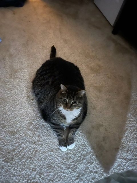SCARLETT - American Shorthair available for adoption