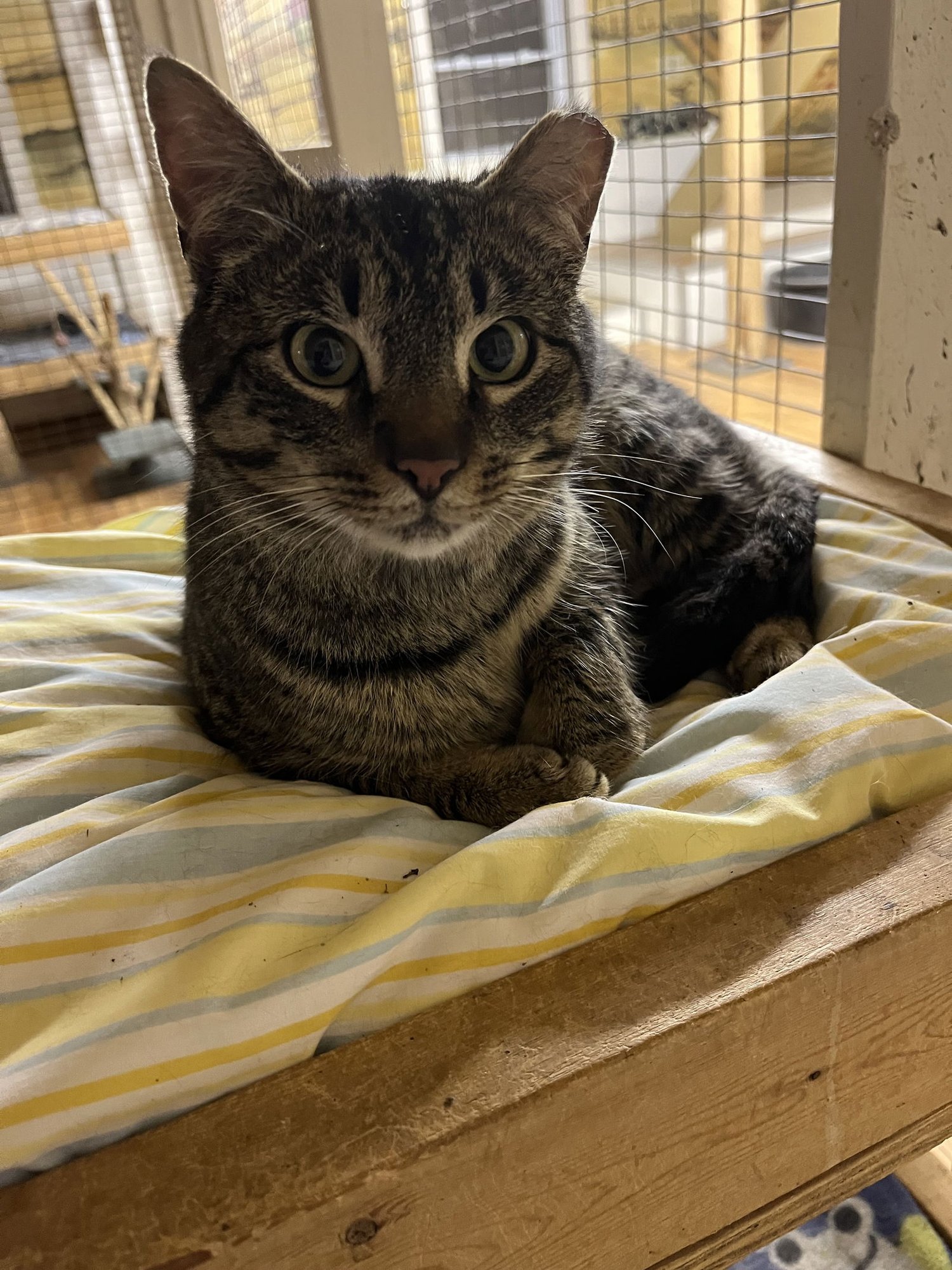 ELVIS - Domestic Short Hair / Tabby available for adoption