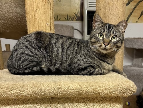 ELVIS - Domestic Short Hair / Tabby available for adoption