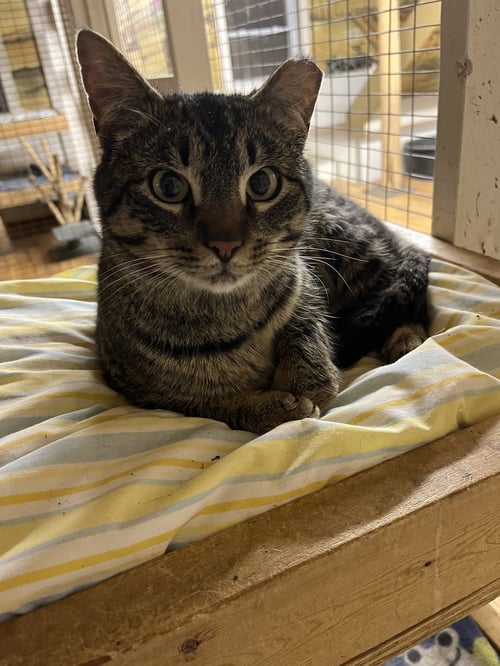 ELVIS - Domestic Short Hair / Tabby available for adoption