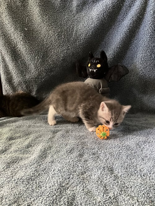 ANGUS - Tabby / Scottish Straight available for adoption