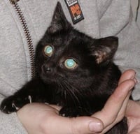 Foster Homes Needed - Photo 2
