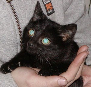 FOSTER HOMES NEEDED - Tabby available for adoption