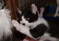 Foster Homes Needed - Photo 3