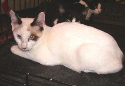 FOSTER HOMES NEEDED - Tabby available for adoption