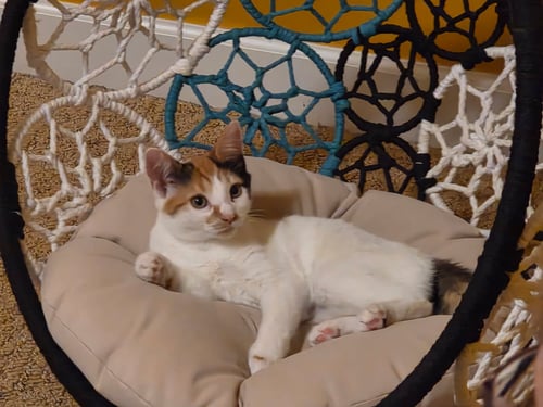 LADYBUG - Domestic Short Hair available for adoption