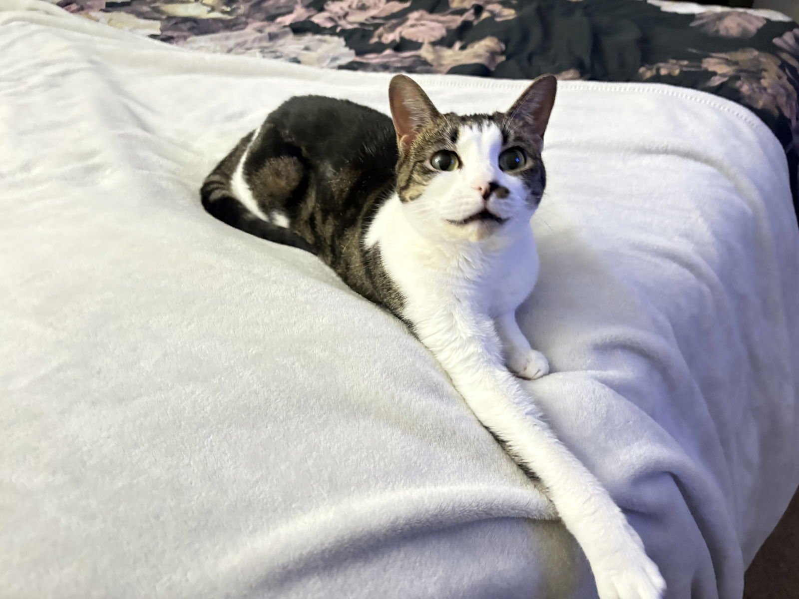 ROSIE - American Shorthair / Tabby available for adoption