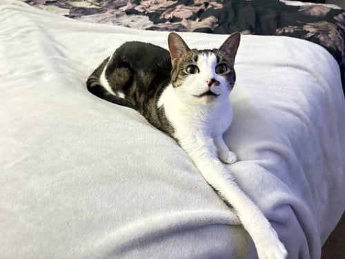 ROSIE - American Shorthair / Tabby available for adoption
