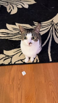Rosie - Photo 4