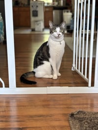 Rosie - Photo 1