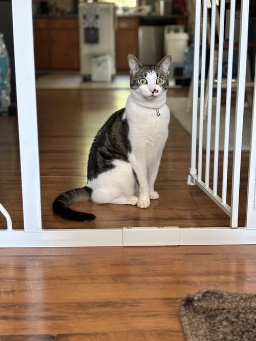 ROSIE - American Shorthair / Tabby for adoption in Allentown