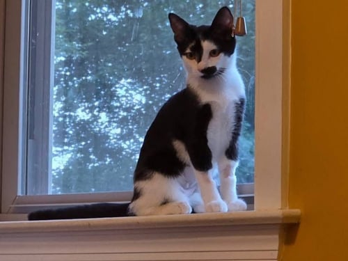 ADDIE - Domestic Short Hair available for adoption