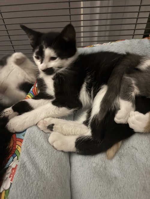ADDIE - Domestic Short Hair available for adoption
