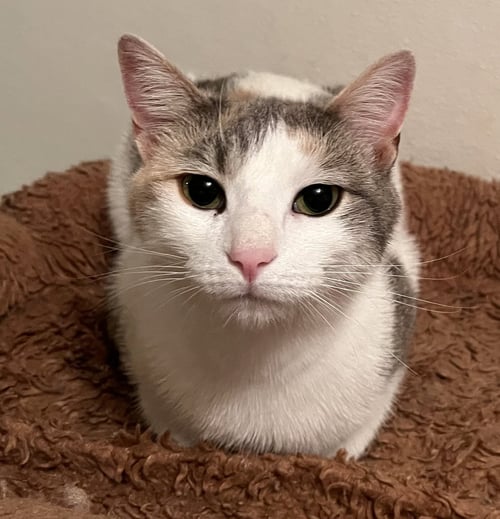 WILLOW - INDOOR/OUTDOOR - Dilute Calico / Domestic Short Hair available for adoption