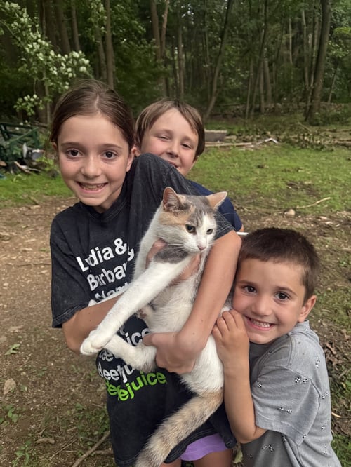 WILLOW - INDOOR/OUTDOOR - Dilute Calico / Domestic Short Hair available for adoption
