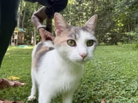 Willow - Indoor/Outdoor - Photo 3