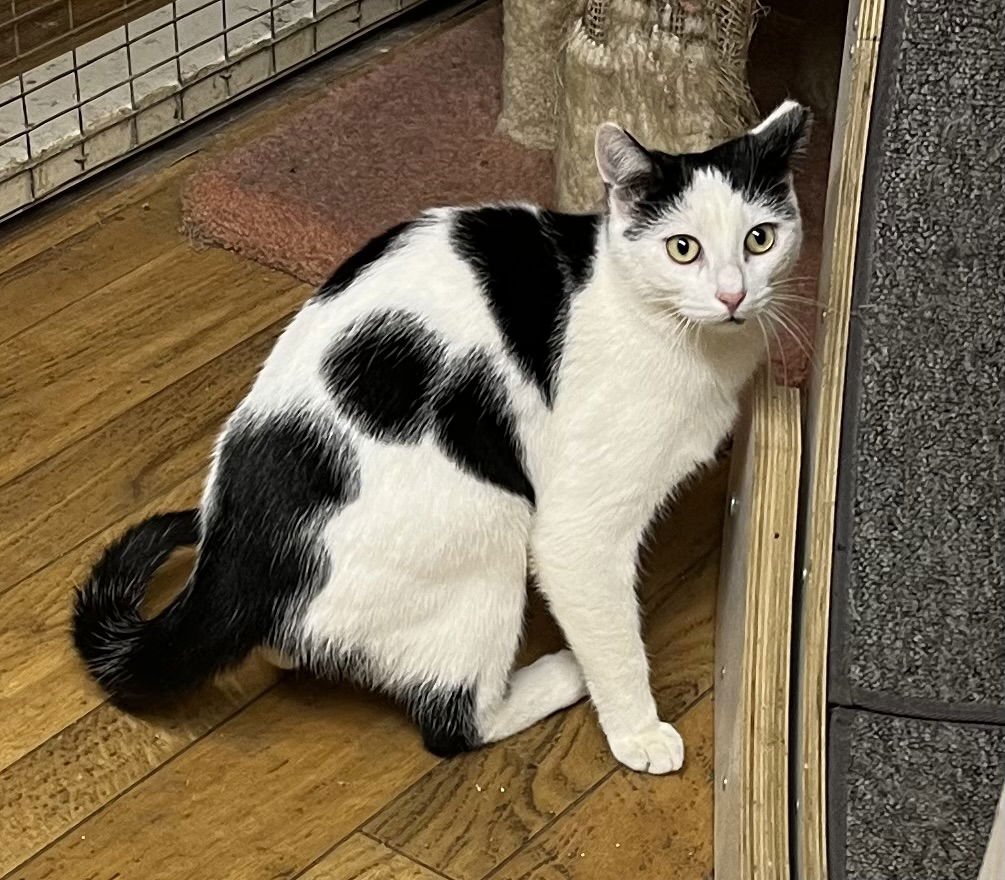 BERT - Domestic Short Hair available for adoption