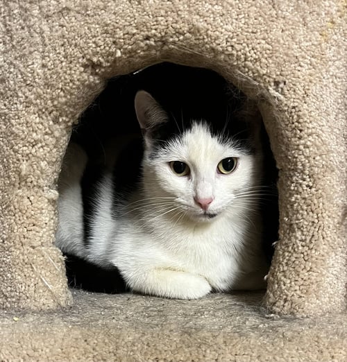 BERT - Domestic Short Hair available for adoption