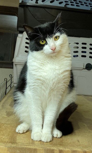 ISABELLE - Domestic Short Hair available for adoption