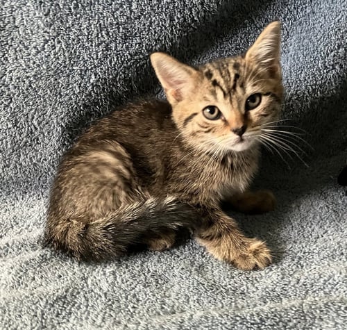 WALLACE - Tabby / Scottish Straight for adoption in Allentown
