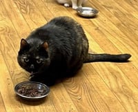 Lilly - Barn Cat - Photo 3