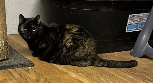 LILLY - BARN CAT - Tortoiseshell / Domestic Short Hair available for adoption