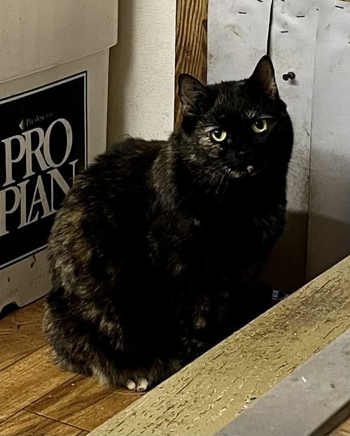LILLY - BARN CAT - Tortoiseshell / Domestic Short Hair available for adoption