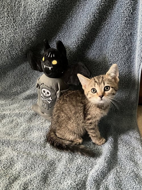 BLAIR - Tabby / Scottish Straight available for adoption
