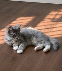 Rambo - Photo 2