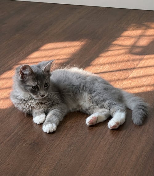 RAMBO - Domestic Long Hair available for adoption
