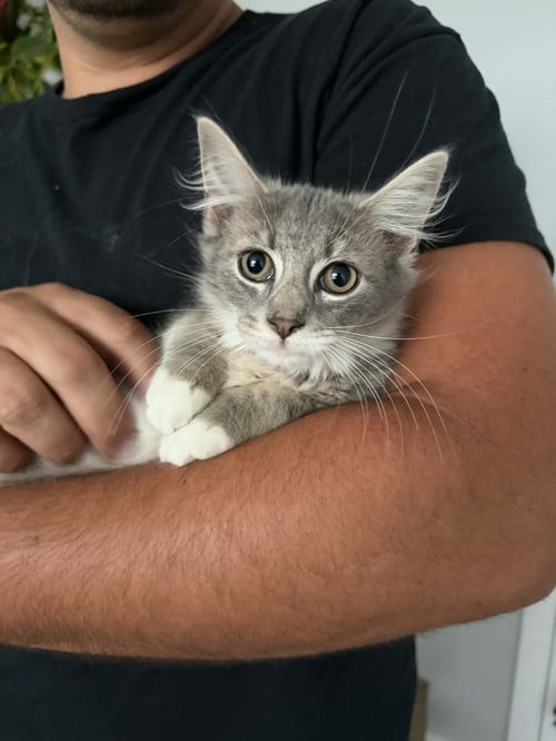 RAMBO - Domestic Long Hair available for adoption