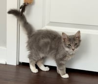 Rambo - Photo 3