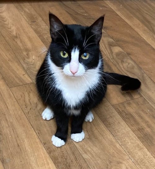 VINNY - Domestic Short Hair for adoption in Allentown