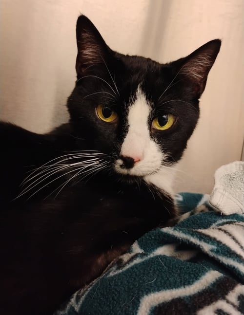 BOB* - Domestic Short Hair available for adoption