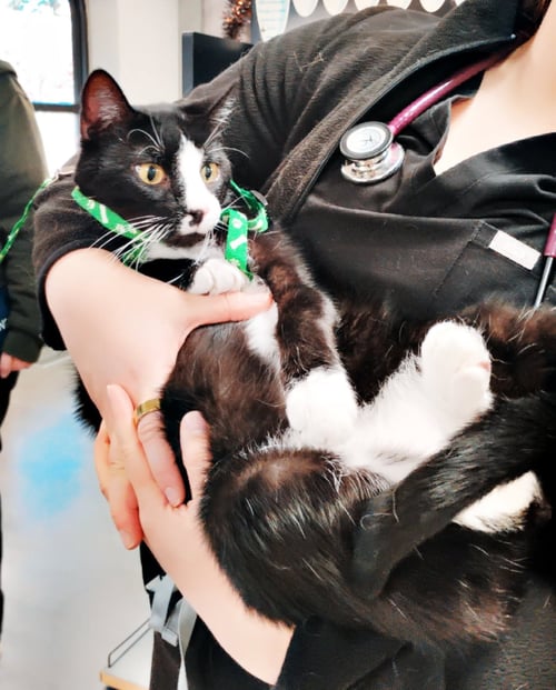 BOB* - Domestic Short Hair available for adoption