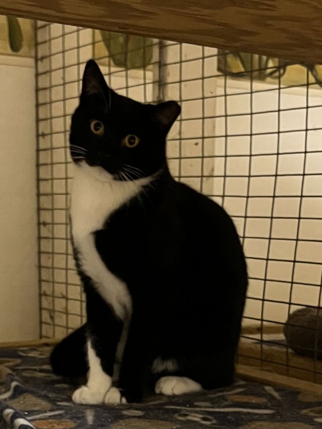 ERNIE - Tuxedo / Domestic Short Hair available for adoption