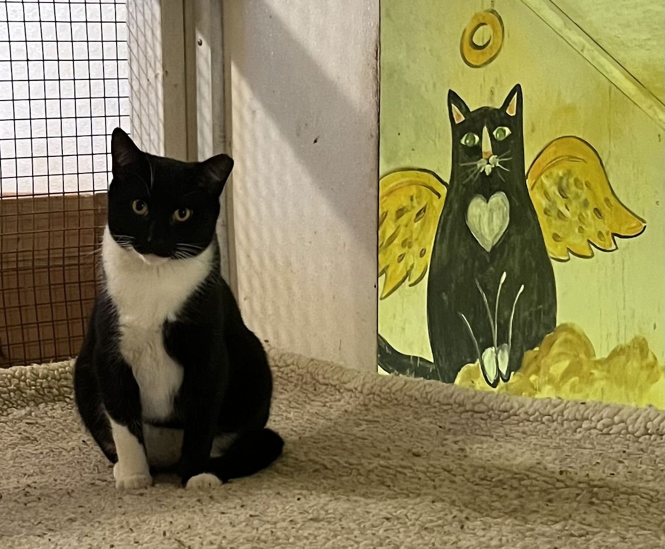 ERNIE - Tuxedo / Domestic Short Hair available for adoption