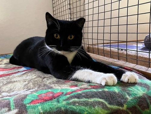 ERNIE - Tuxedo / Domestic Short Hair available for adoption