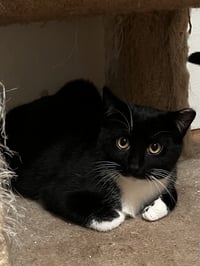 Ernie - Photo 4