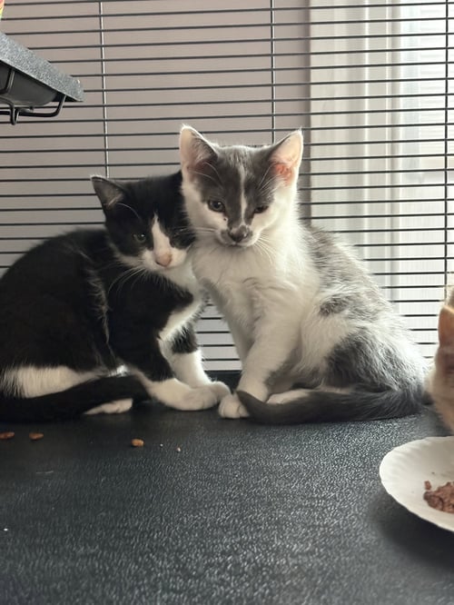 DOLLY - Domestic Short Hair available for adoption