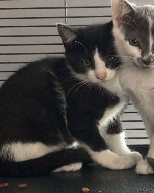 DOLLY - Domestic Short Hair available for adoption
