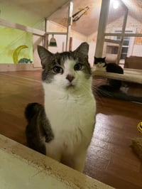 Tiki - Photo 3